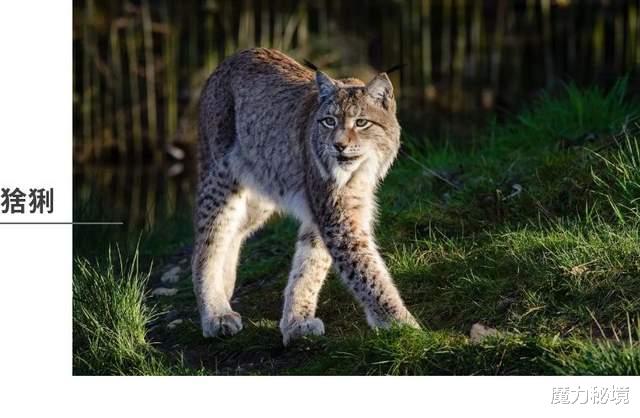 魔力秘境|萨满力量动物详解：潜鸟、猞猁