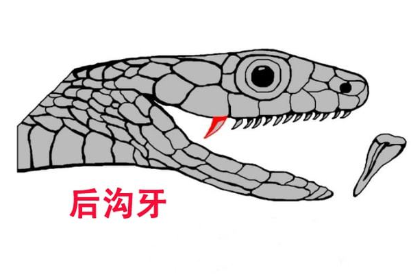 毒蛇|农村最常见的一种蛇，毒性堪比银环蛇，为何却总被人当成无毒蛇？