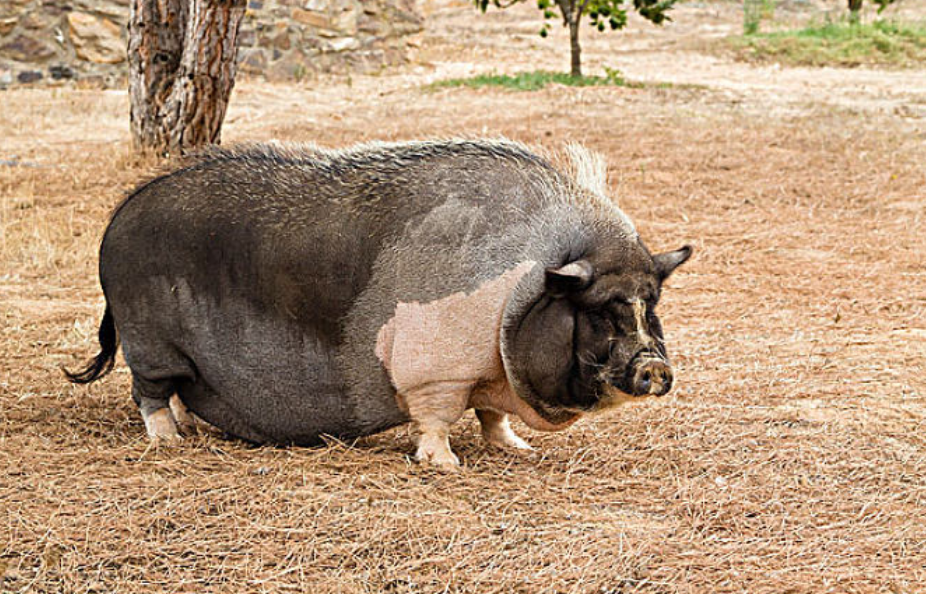 人民币汇率 中国再次反超美国，建全球超级养猪场！一年产出210万头猪？