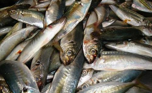 |男子意外捞上“龙形生物”，别人鉴定后，男子不淡定了