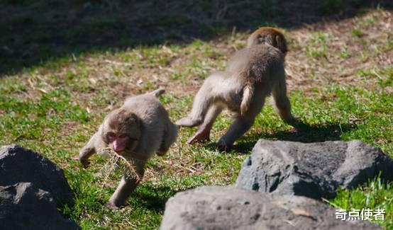 猴子要进化成人了？印度现“猴子杀人案”，扔砖头砸死过路男子