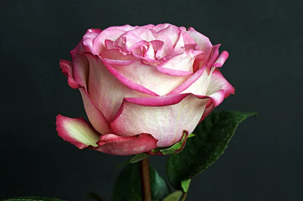 属兔|牛年不再走霉运的四个生肖，不是升职就是生财，运气爆棚的四生肖