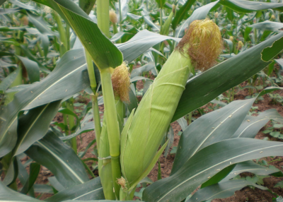 紫侠|玉米这种植物，究竟有多迷人？玛雅人实在太爱玉米了！