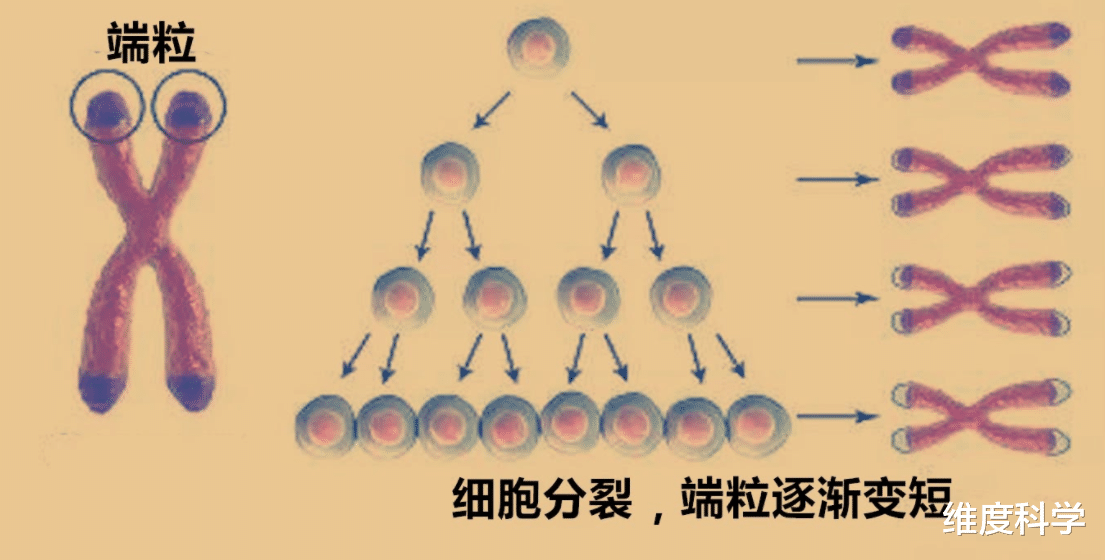 基因|龙虾有可能“永生”，凭什么人类不行？专家：人体缺少这种酶！