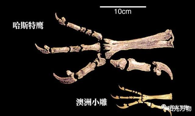 有史以来最大的鹰,重15公斤、翼展达3米,或像秃鹫一样吞食内脏