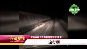 半岛晨报 这次路遇的是东北......豹！