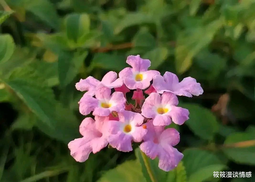 筱筱漫谈情感|42岁男人给74岁老太太当住家保姆，每月6000工资，却越做越喜欢