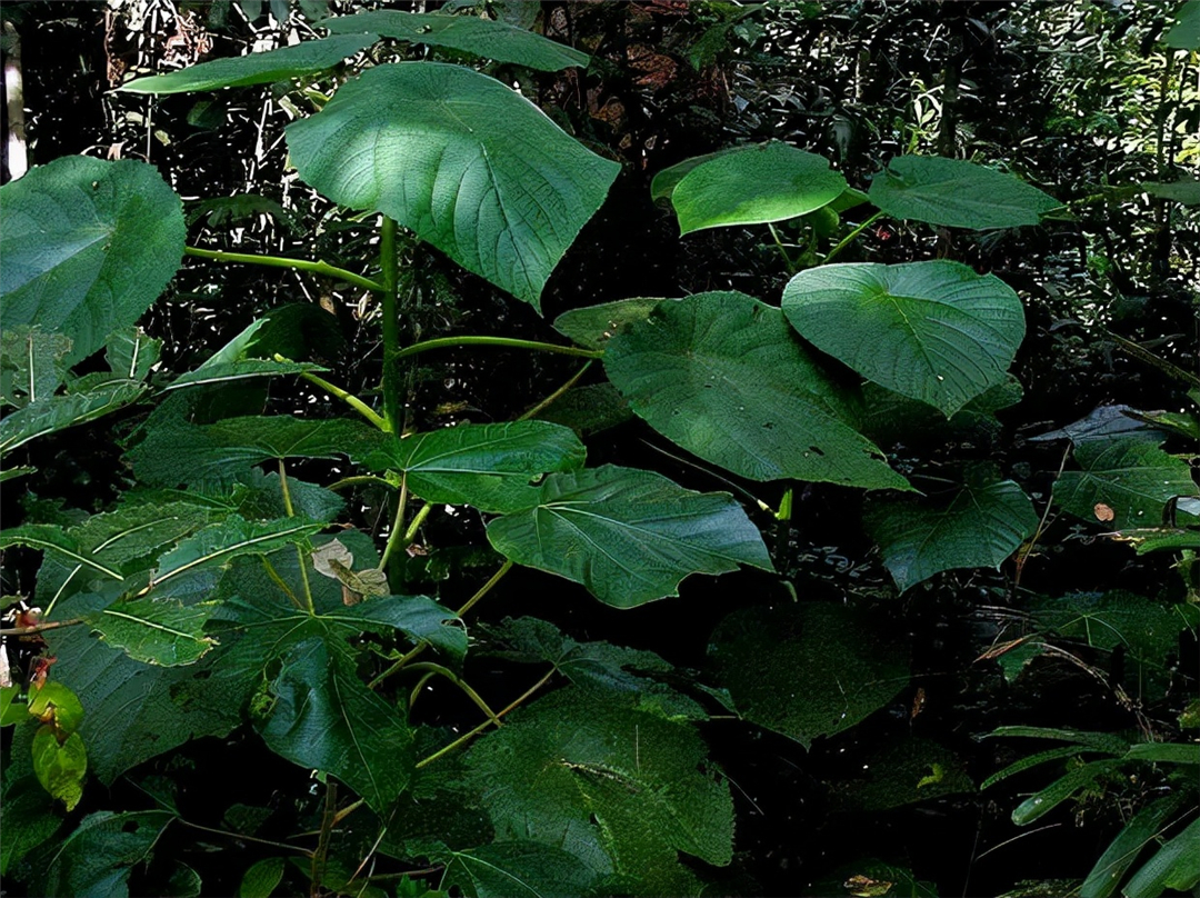 英国|世界最痛植物：有人用它擦屁股后开枪自杀，英国想用它造生化武器