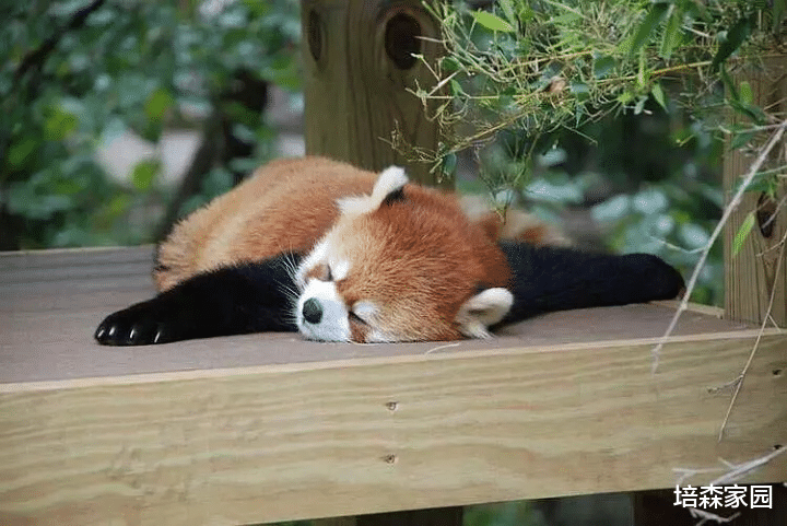 神舟十三号 动物界的高颜值萌兽