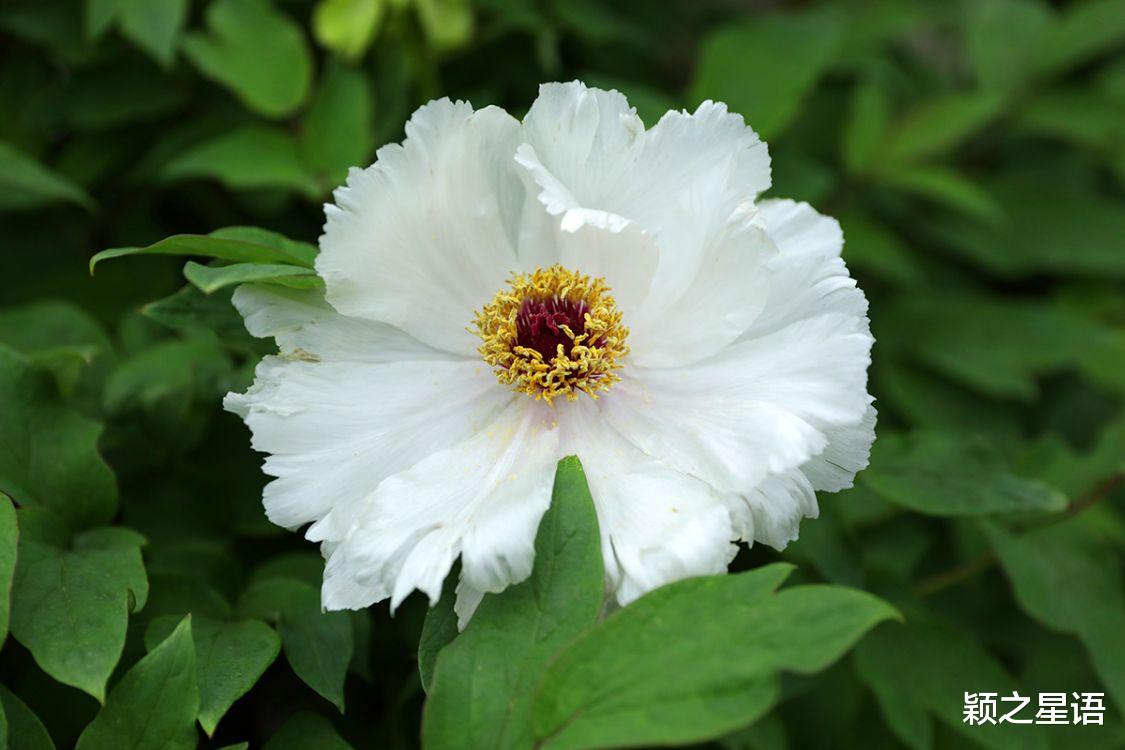 福建省 宁波规模最大的牡丹花园，居然深藏了五年，为啥不欢迎观赏