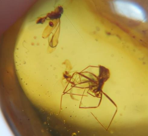 昆虫 琥珀里的昆虫万年不腐,古人为何不用琥珀来给尸体做防腐?