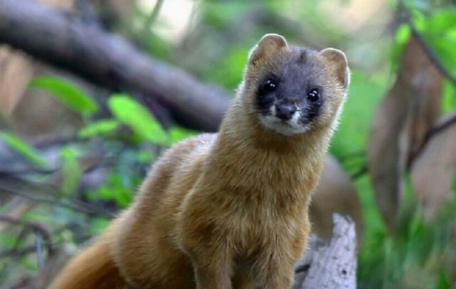 缘来妈咪|为何古人常言黄鼠狼不可杀？科学研究表明，并非迷信