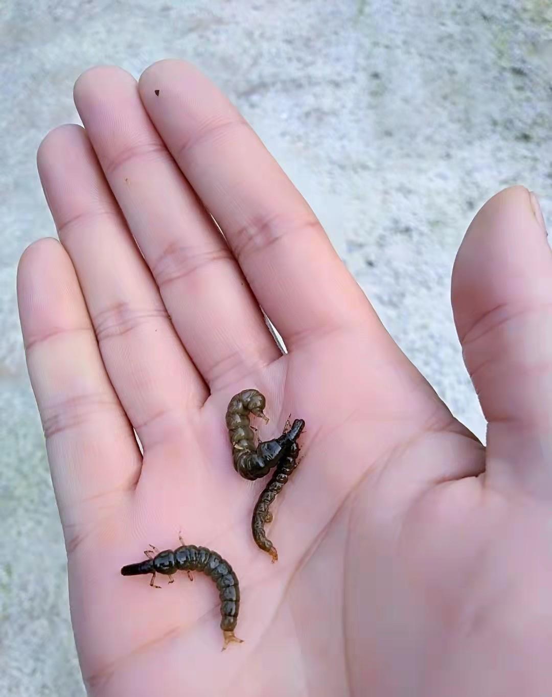 饵料|石蚕是野钓中非常好用的活诱饵，用它做钓，能让你鱼获大大增加