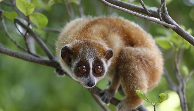 木棉说麻麻 云南陇川居民窗户上现神秘生物，把消防员都惊动了，有人认识吗？