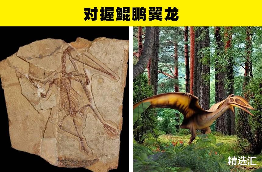 哺乳动物|带有青蛙脸的龟?近些年来,人类找到的6种新的史前生物
