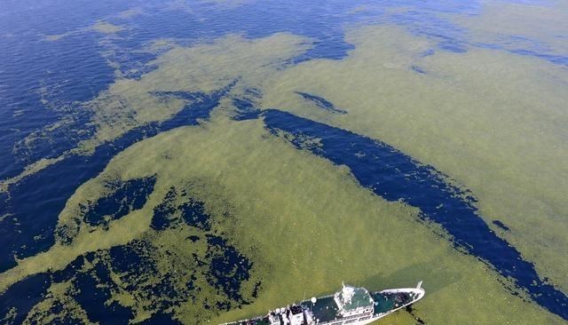 黄海 我国黄海地区变“绿”了?原来是浒苔为惹的祸,会产生什么影响