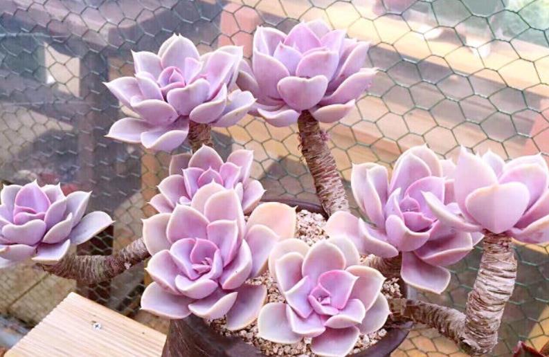 续约紫罗兰|这8种多肉本身不容易褪色,秋天太阳稍稍晒一下还能变得更美