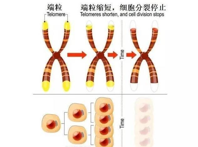染色体 理论上人类寿命能到1000岁，被什么限制了？学者：和细胞有关系
