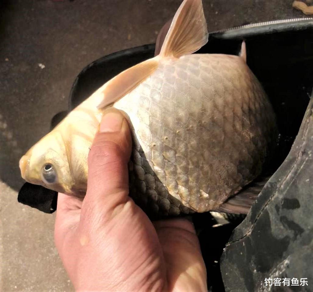 饵料|别人钓鱼爆护，你钓鱼空军，不是你钓技不好，只是没注意这些细节