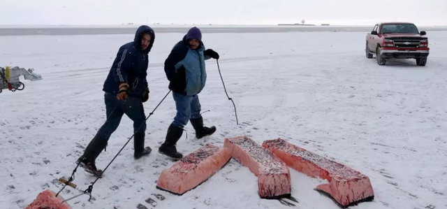 肝脏|爱斯基摩人一生只吃肉，为何不会得坏血症？真相让人反胃