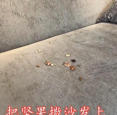机加工分享赵工|韩安冉控诉小猪妹太难带，自嘲她是我妈，网友：送去变形计