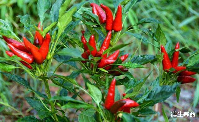 遵生养命 胃不舒服？医生提醒：这些“烧心”食物要少碰，多喝4茶，对胃好