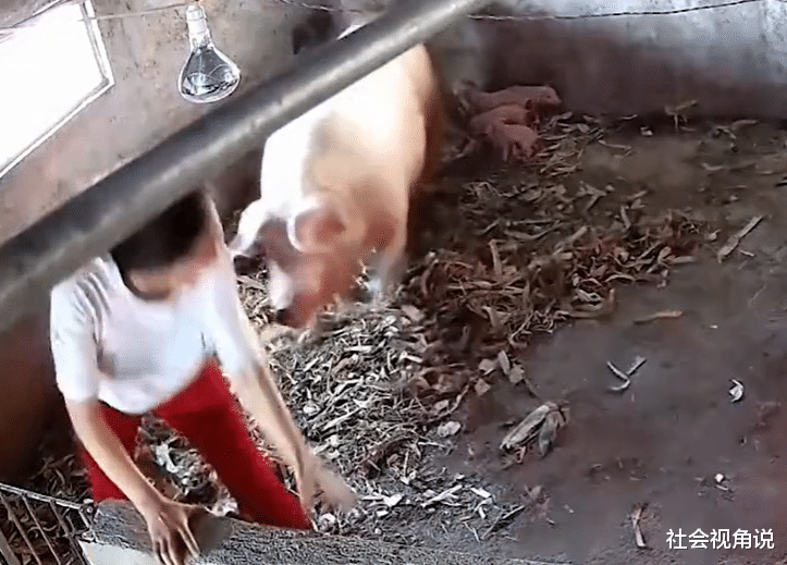 社会视角说 山东：让生完崽的母猪起身，结果遭到疯狂攻击，女子慌忙逃窜