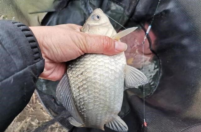 摩尔庄园|冬季钓鱼问得最多的问题，我给你们圈出了7个，记住、要考！