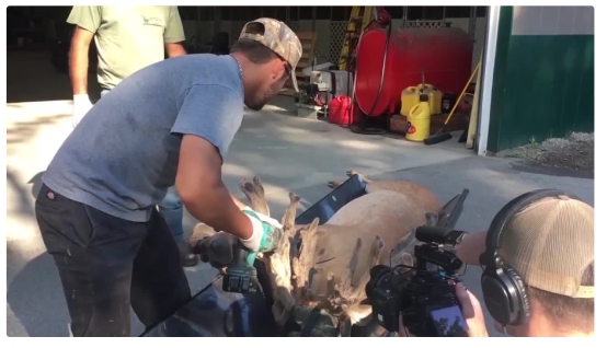 银河系 鹿角被割的时候，雄鹿会感到疼痛吗，为什么割鹿角不被禁止？