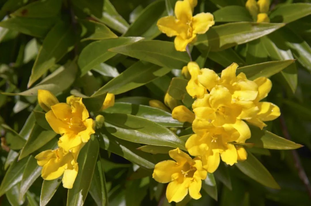 植物|闻香识花之法国香水