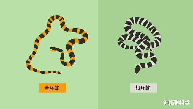 银环蛇|中国第一毒蛇究竟有多毒？0.08毫克就致人死亡，咬后几乎没有痛感