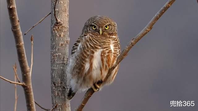 广东省|鱼没钓到收获一只怪鸟,广东男子的意外经历,掏出打火机就开始烧