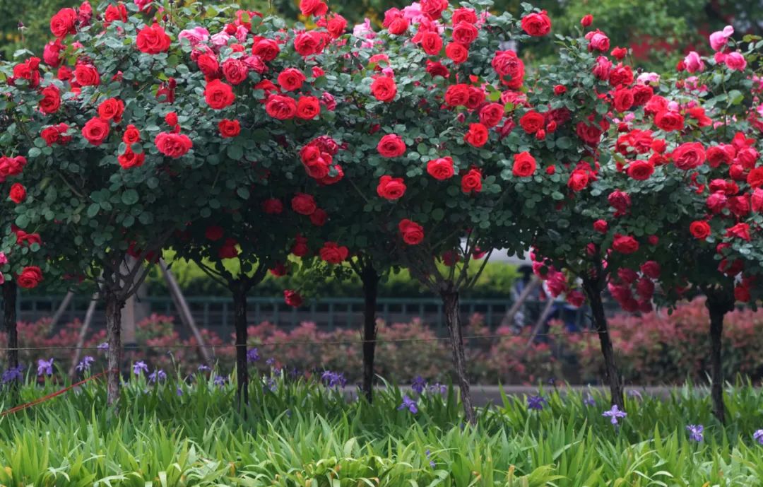郑州那些事 春季花展“压轴戏”登场！第二十七届月季花展开幕