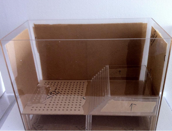 毒蛇 菲律宾“毒蛇专家”表演吻蛇,结果毒发身亡,毒蛇真的能被驯养?