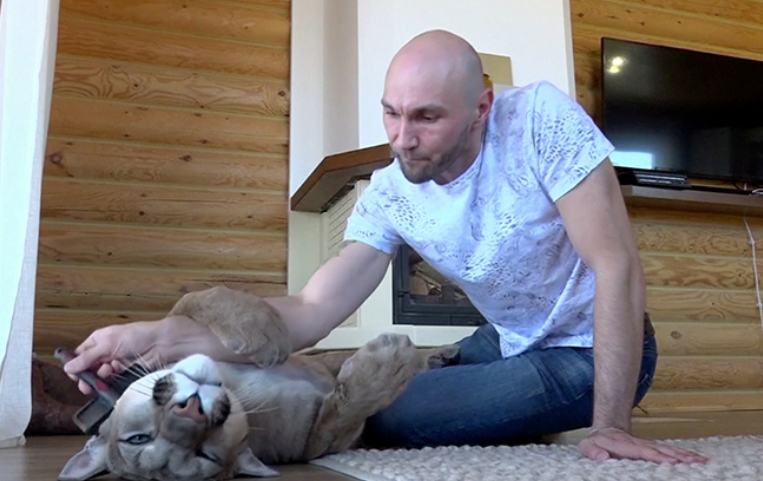 新三闻 凶猛野兽变萌宠，俄罗斯夫妇家养了头美洲狮