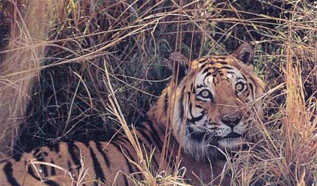 DEEP深度世界|“恶霸虎”查吉尔：8岁封王，称霸10年，晚年亡于外孙嘴下