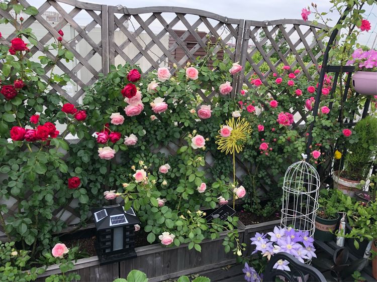 花一年多时间，改造16㎡屋顶露台，荒废屋顶变身“空中小花园”