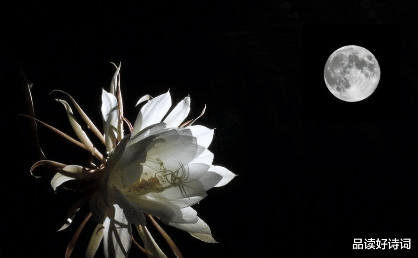 |「诗词鉴赏」昙花一现为韦陀，古诗词里的昙花，一现刹那芳华