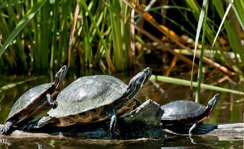 巴西龟|钓鱼遇到放生佬:身披“黄马褂”,对着河面念叨,网友:违法了