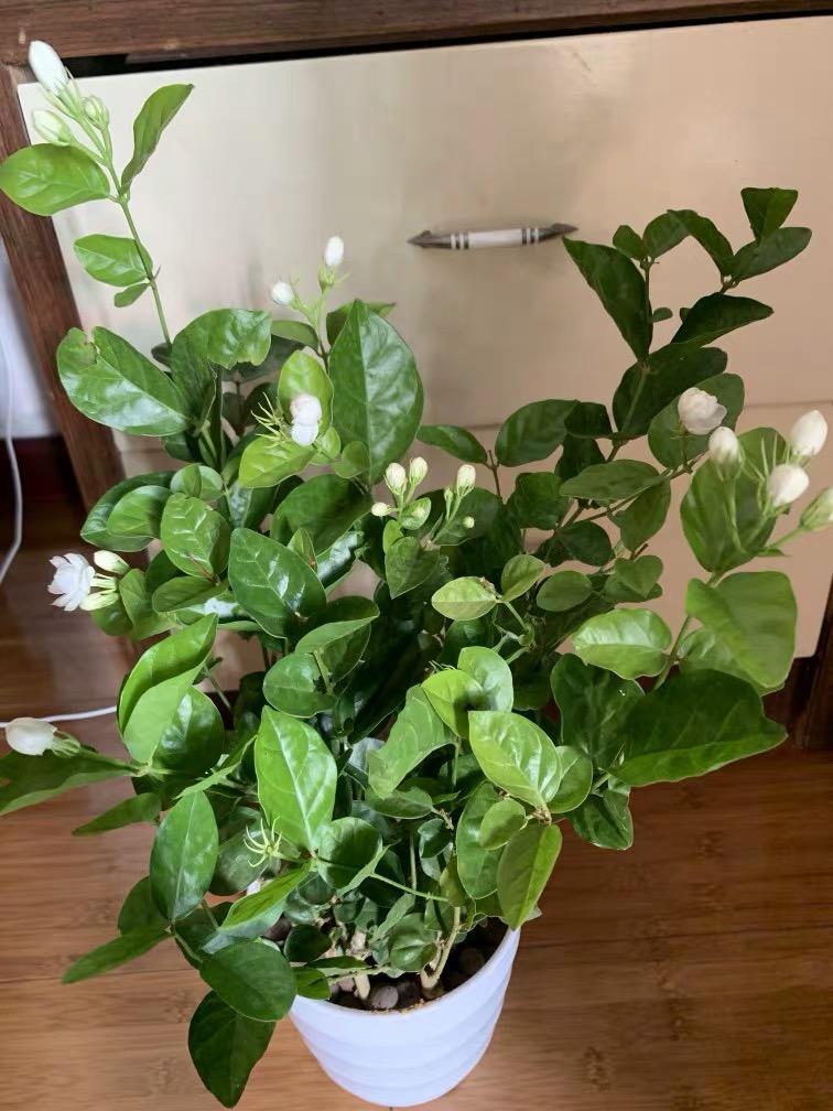 向阳园艺|茉莉叶子发黄，分不同的情况，对症下药，改善叶子发黄问题！