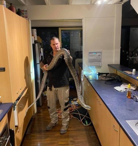 贯丹萱 惊魂!看电视突然出现诡异嘶嘶声,男子抬头惊见天花板藏3米巨蟒