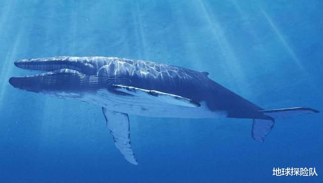 抹香鲸|深不见底的海洋，底部海域都存在什么奇异生物？它们长相很怪异