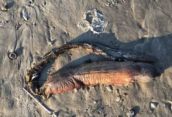 舜网 女子海滩发现奇怪生物，像是个无眼鳗鱼，求大神辨认解答