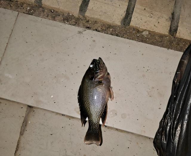 |贵阳郊外一处小河里，出现许多乌黑斑点鱼，钓鱼人：凶得很