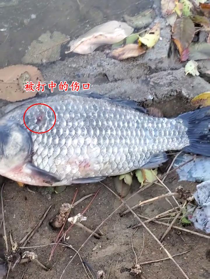 王者荣耀|什么心态？广东河道有人弹弓打鱼，打死后丢岸边不要，网友：造孽