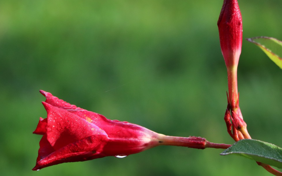 旧爱|6月底，花开花落，旧爱复合，默默守候，3生肖痛苦挣扎，破镜重圆