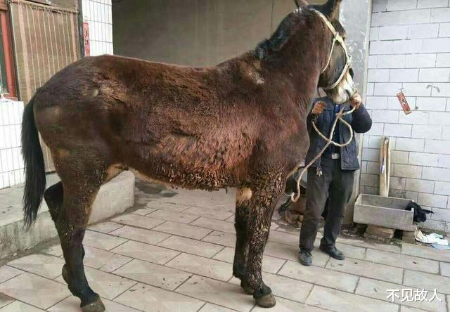 骡子怀孕必死?为何骡子无法生育?都是“马和驴”惹的祸