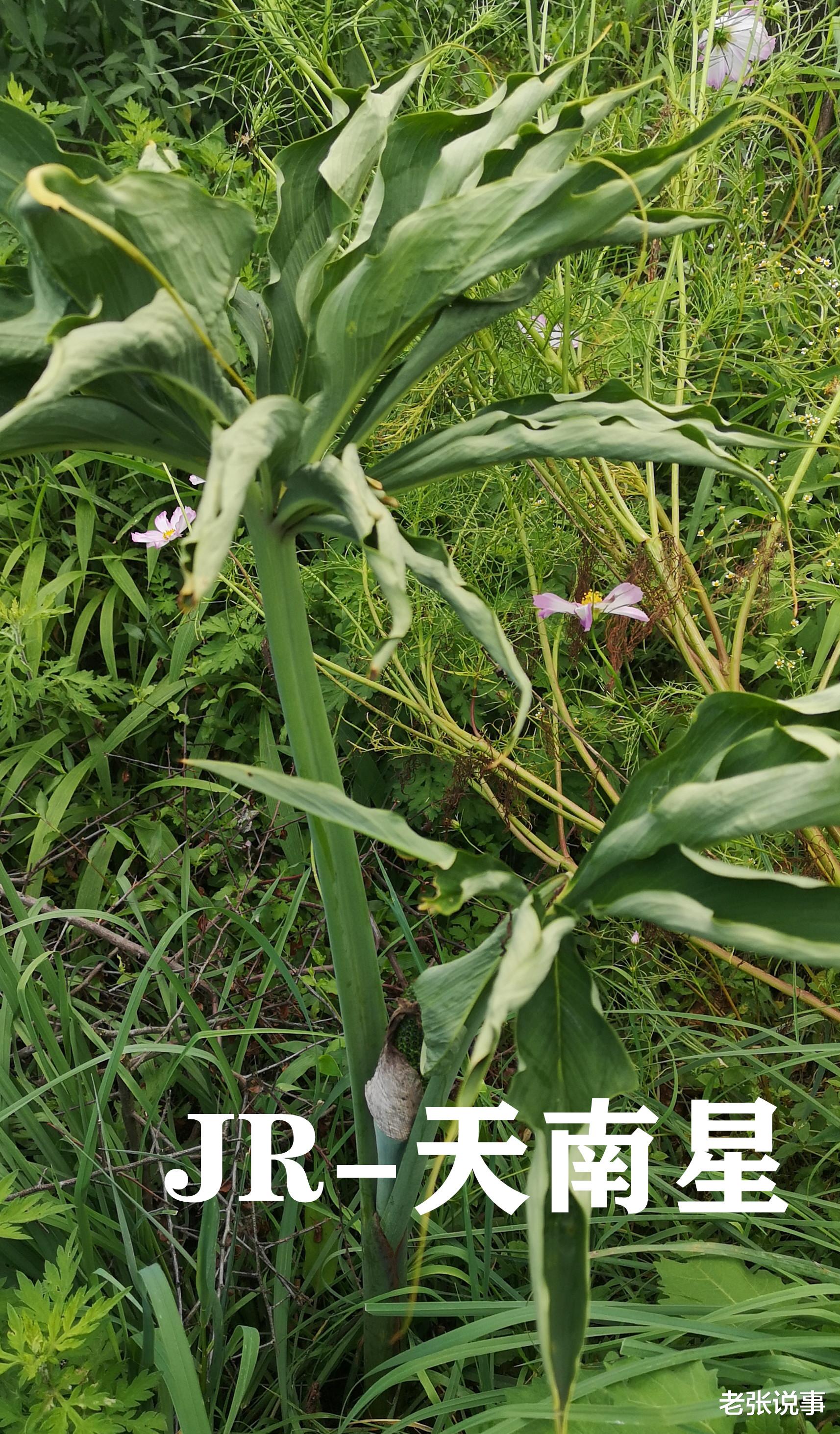 老张说事|中华中药之天南星