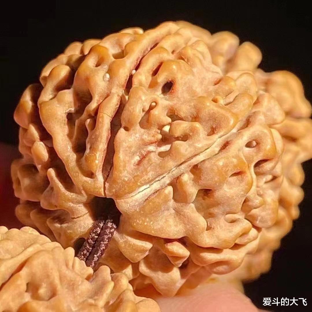 文玩|尼泊尔七瓣大金刚手串，文玩界奇葩的存在