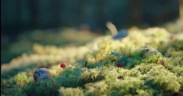 景甜|《司藤》有多争气？延期播遭平台分销，如今大火，景甜重新受追捧